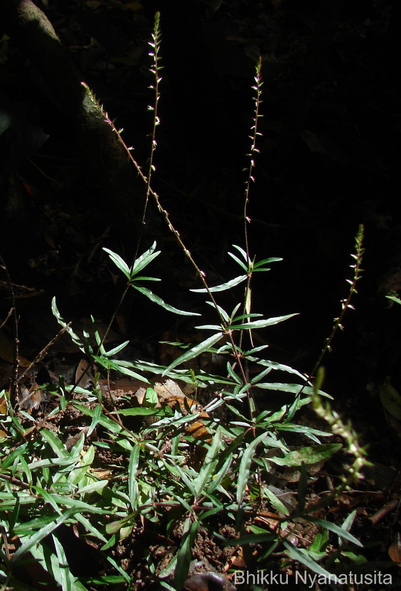 Achyranthes diandra Roxb.
